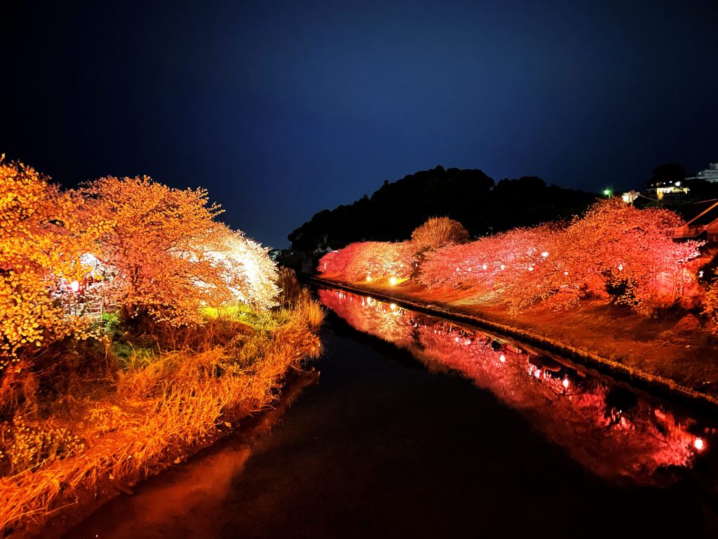 勝間田川の夜桜が見頃を迎えています